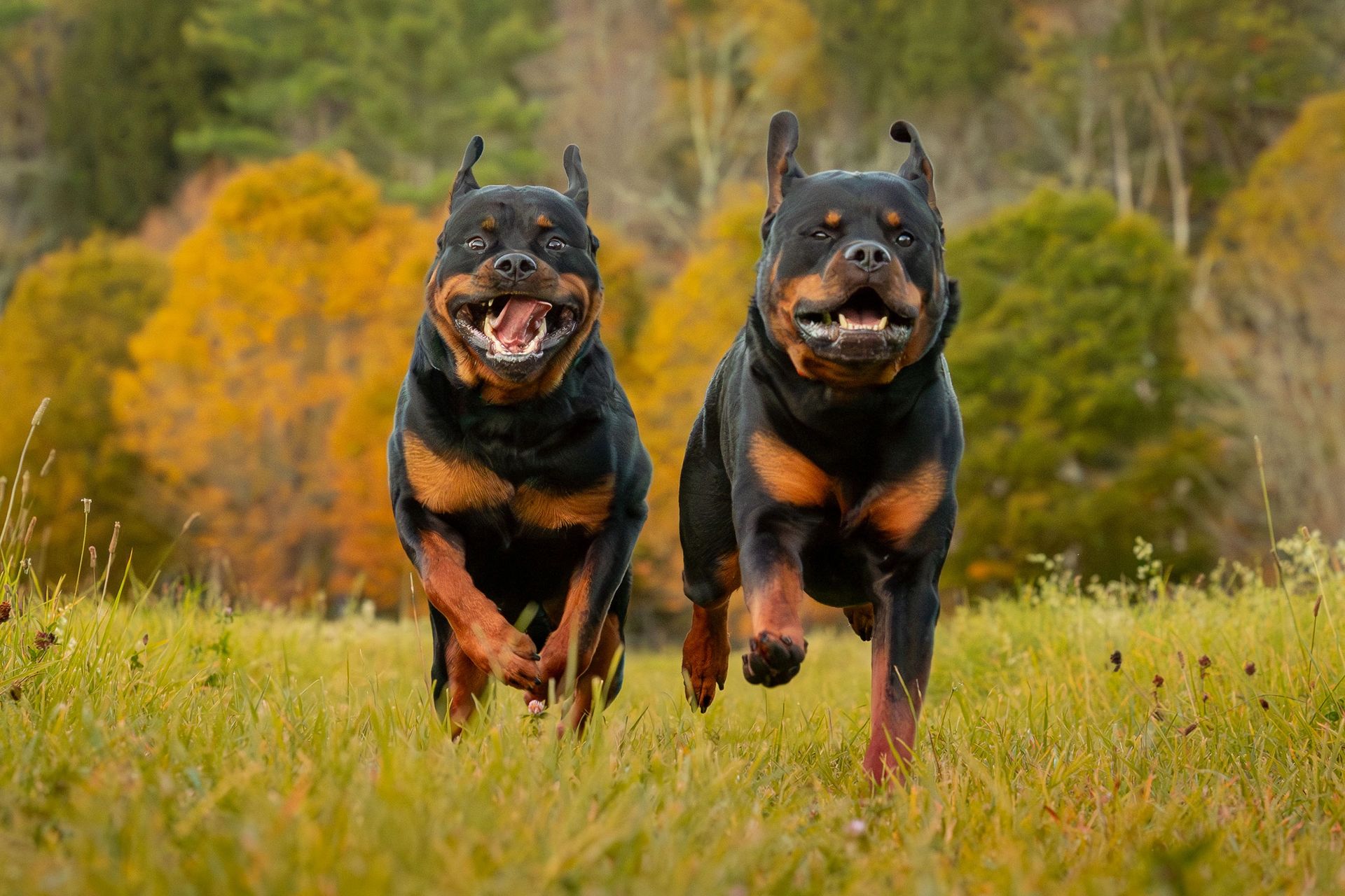 Professional pet photography in Orange County NY